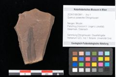 Foto (Objekt + Etikett) von Engelhardia orsbergensis, (Wessel et Weber) Jähnichen, Mai et Walther (NHMW-GEO-2024-0188-0841)